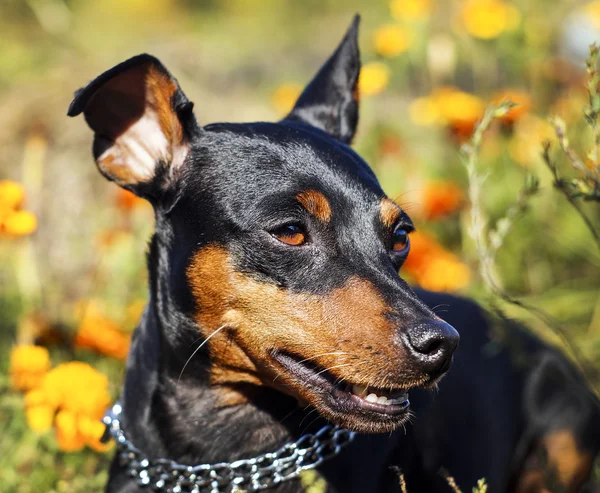 Pequeño perro negro marrón con cadena alrededor de su cuello está sobre un fondo borroso en otoño —  Fotos de Stock