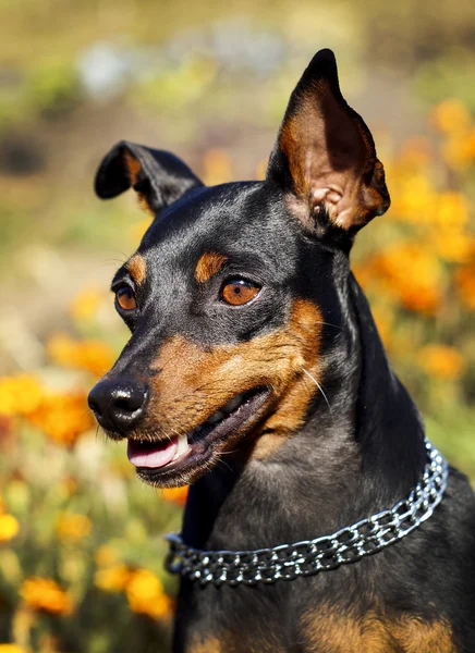 Piccolo cane marrone nero con catena intorno al collo è su uno sfondo sfocato in autunno — Foto Stock