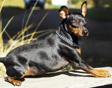 küçük siyah kahverengi köpek onun boynuna zinciri ile gemide yalan söylüyor