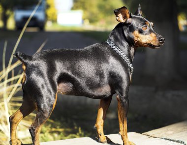 küçük siyah kahverengi köpek onun boynuna zinciri ile tahta üzerinde duruyor