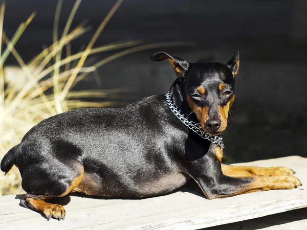 Kleine zwarte bruine hond met ketting om zijn nek ligt op het bord — Stockfoto