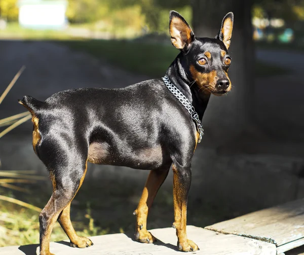 Küçük siyah kahverengi köpek onun boynuna zinciri ile tahta üzerinde duruyor — Stok fotoğraf