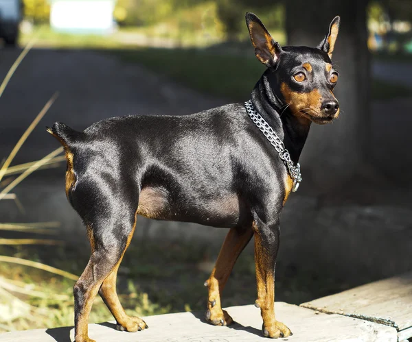 Pequeno cão marrom preto com corrente em torno de seu pescoço está de pé na placa — Fotografia de Stock