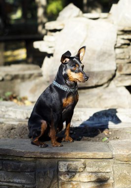 küçük siyah kahverengi köpek onun boynuna zinciri ile taş çit oturan