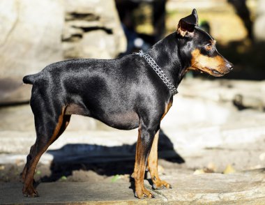 küçük siyah kahverengi köpek onun boynuna zinciri ile taş çit duruyor