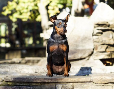 küçük siyah kahverengi köpek onun boynuna zinciri ile taş çit oturan