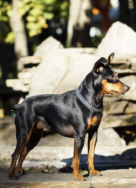 Küçük siyah kahverengi köpek onun boynuna zinciri ile taş çit duruyor — Stok fotoğraf