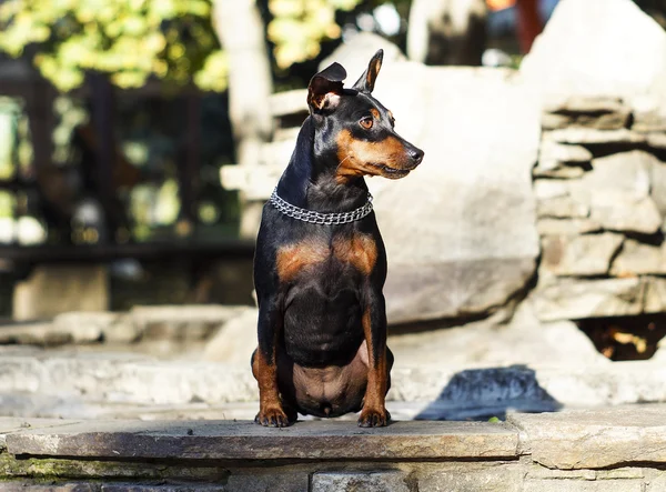 Pequeno cão marrom preto com corrente em torno de seu pescoço está sentado na cerca de pedra — Fotografia de Stock