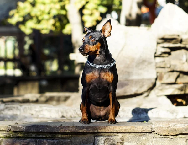 Küçük siyah kahverengi köpek onun boynuna zinciri ile taş çit oturan — Stok fotoğraf