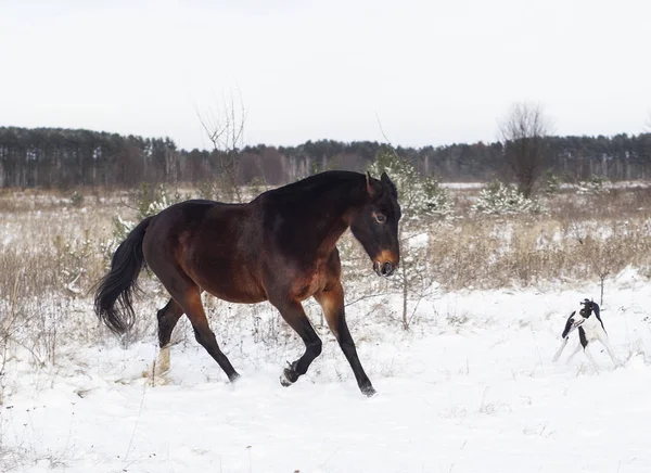 Cheval brun et un chien noir et blanc jouant dans le champ de neige en hiver — Photo