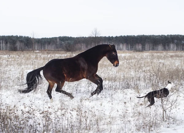 Brown horse and a black and white dog playing in the snow field in winter — Stock Photo, Image