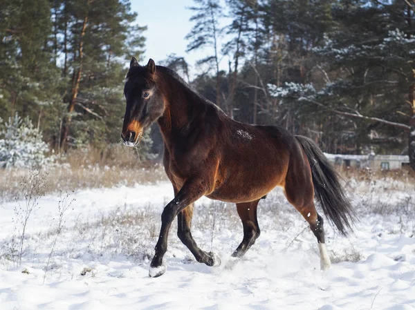 Hnědý kůň běží na sněhu na poli v zimě. — Stock fotografie