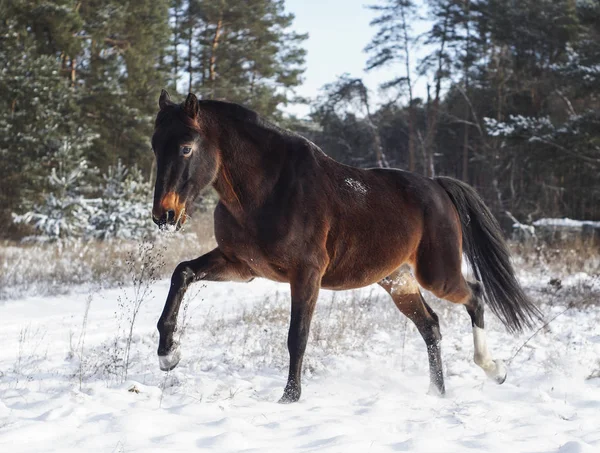 Cheval brun court sur la neige sur un champ en hiver . — Photo