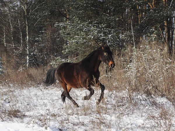 Caballo marrón está corriendo en la nieve en un campo en invierno . — Foto de Stock