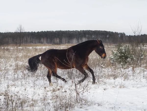 匹棕色的马在场上雪上运行在冬天. — 图库照片