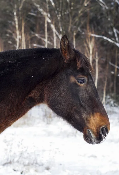 Hnědý kůň stojí na sněhu na pozadí borovicový les v zimě — Stock fotografie