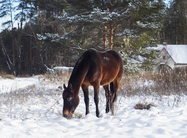 Kuda cokelat berdiri di atas salju di atas latar belakang hutan pinus di musim dingin — Stok Foto
