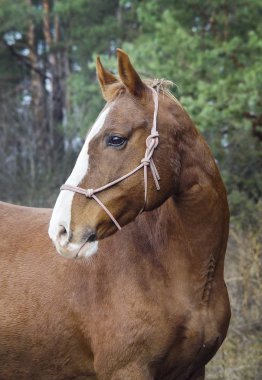 kafasında beyaz bir yangın ile kahverengi at sonbahar orman arka plan üzerinde duruyor