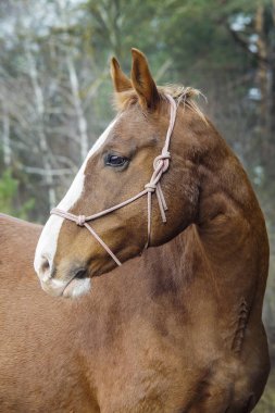kafasında beyaz bir yangın ile kahverengi at sonbahar orman arka plan üzerinde duruyor