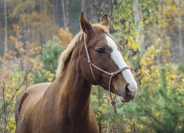 Cavalo marrom com uma chama branca em sua cabeça está de pé no fundo da floresta de outono — Fotografia de Stock