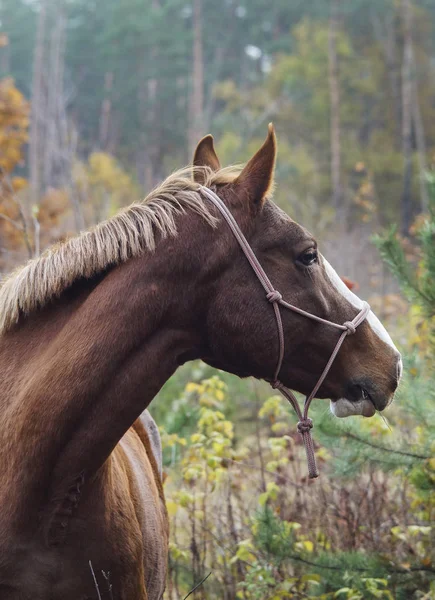 Hnědý kůň s bílou lysinkou na hlavě stojí na pozadí podzimní les — Stock fotografie