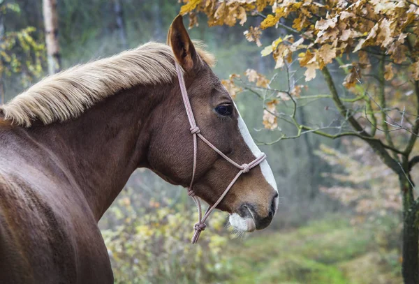 Brown horse with a white blaze on his head is standing on background of the autumn forest — Stock Photo, Image