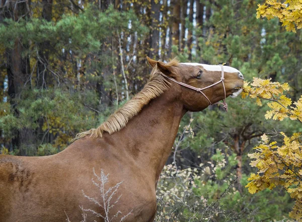 kafasında beyaz bir yangın ile kahverengi at sonbahar orman arka plan üzerinde duruyor