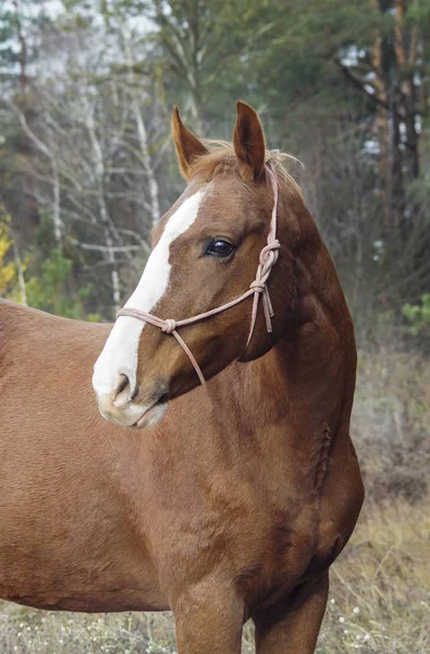 Caballo marrón con un blanco resplandor en la cabeza está de pie sobre el fondo del bosque de otoño — Foto de Stock