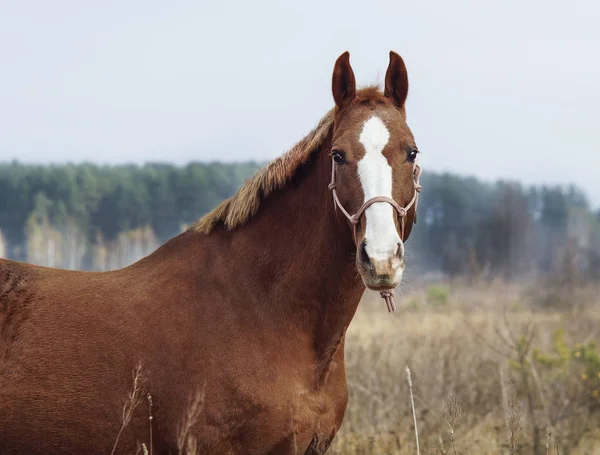 Cheval brun avec un feu blanc sur la tête est debout sur le fond de la forêt d'automne — Photo