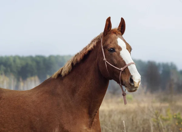 Cavallo marrone con una fiamma bianca sulla testa è in piedi sullo sfondo della foresta autunnale — Foto Stock