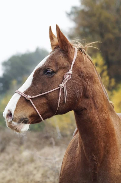 Cheval brun avec un feu blanc sur la tête est debout sur le fond de la forêt d'automne — Photo