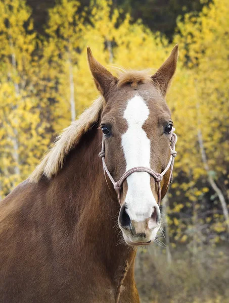 Cheval brun avec un feu blanc sur la tête est debout sur le fond de la forêt d'automne — Photo