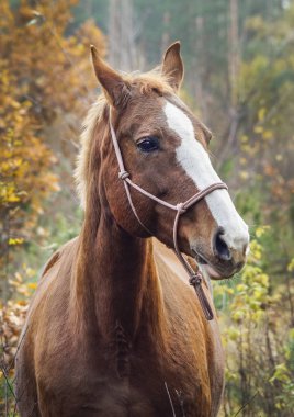 kafasında beyaz bir yangın ile kahverengi at sonbahar orman arka plan üzerinde duruyor