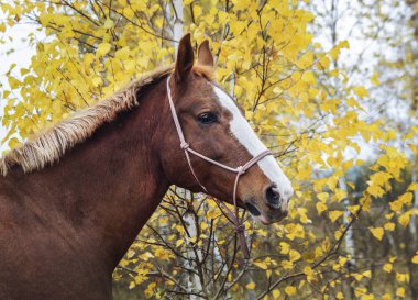 kafasında beyaz bir yangın ile kahverengi at sonbahar orman arka plan üzerinde duruyor