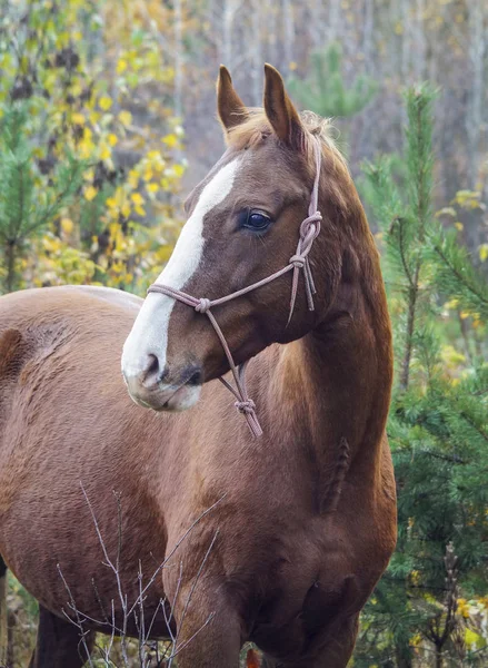 Cheval brun avec un feu blanc sur la tête est debout sur le fond de la forêt d'automne — Photo