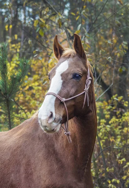 kafasında beyaz bir yangın ile kahverengi at sonbahar orman arka plan üzerinde duruyor