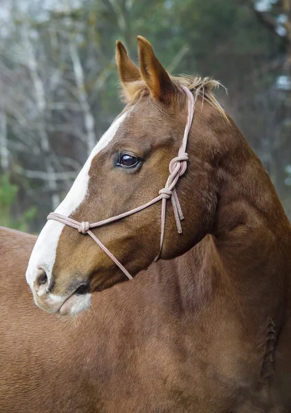 Caballo marrón con un blanco resplandor en la cabeza está de pie sobre el fondo del bosque de otoño — Foto de Stock