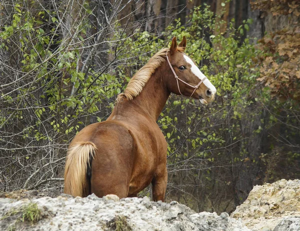 Rode paard met de witte manen en staart is op de heap van zand in het bos. — Stockfoto