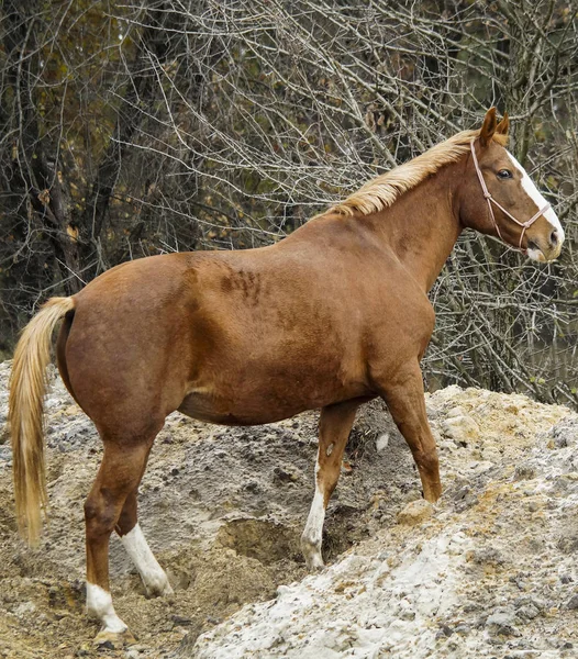 Cavalo vermelho com a crina branca e cauda está no monte de areia na floresta . — Fotografia de Stock