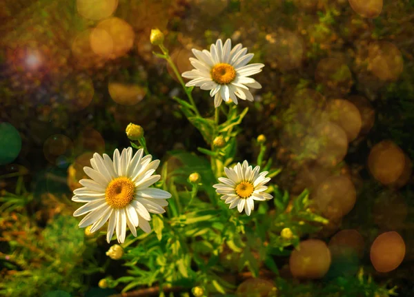 Three daisy in the meadow, Leucanthemum vulgare — Stock Photo, Image
