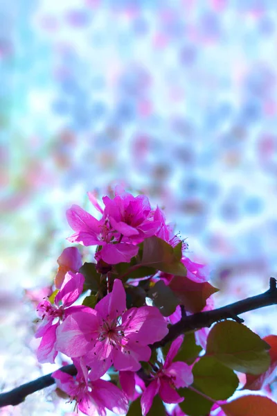 Zweig leuchtend rosa Blüten in voller Blüte auf buntem Hintergrund — Stockfoto