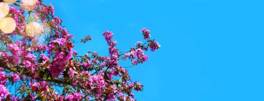 Mavi gökyüzü arka planında bir ağacın çiçekli dalları, afiş