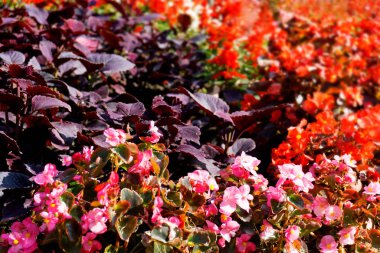 Güzel mercan, pembe ve kırmızı çiçekli çalılar.
