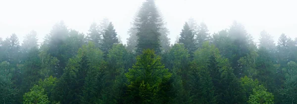 Grande striscione simmetrico di alberi verdi sani in una foresta — Foto Stock