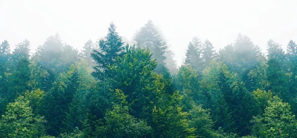 El dramático bosque de abetos de la mañana contra el cielo de niebla blanca — Foto de Stock