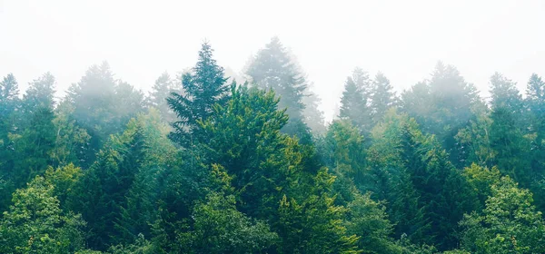 A floresta de abeto parede dramática contra o céu cinzento no fo — Fotografia de Stock