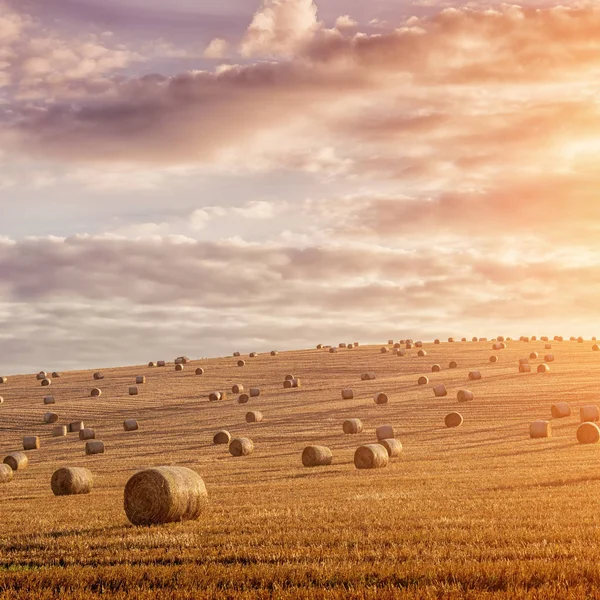 Straw bales are the beautiful scenery — Stock Photo, Image