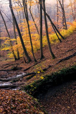 Güzel, muhteşem sonbahar manzara.