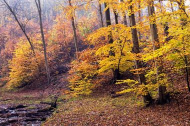 Güzel, muhteşem sonbahar manzara.