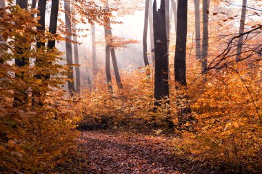 Güzel, muhteşem sonbahar manzara.